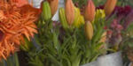 Florists
